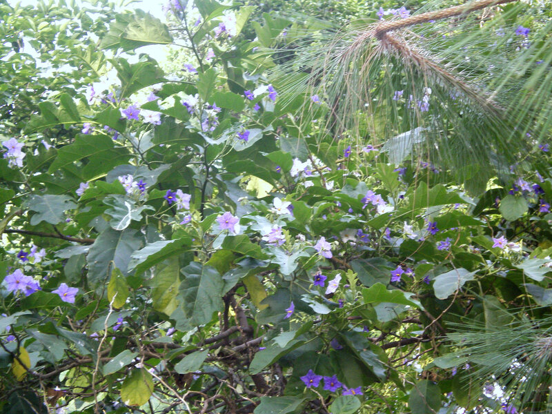 purple flowers on a bush