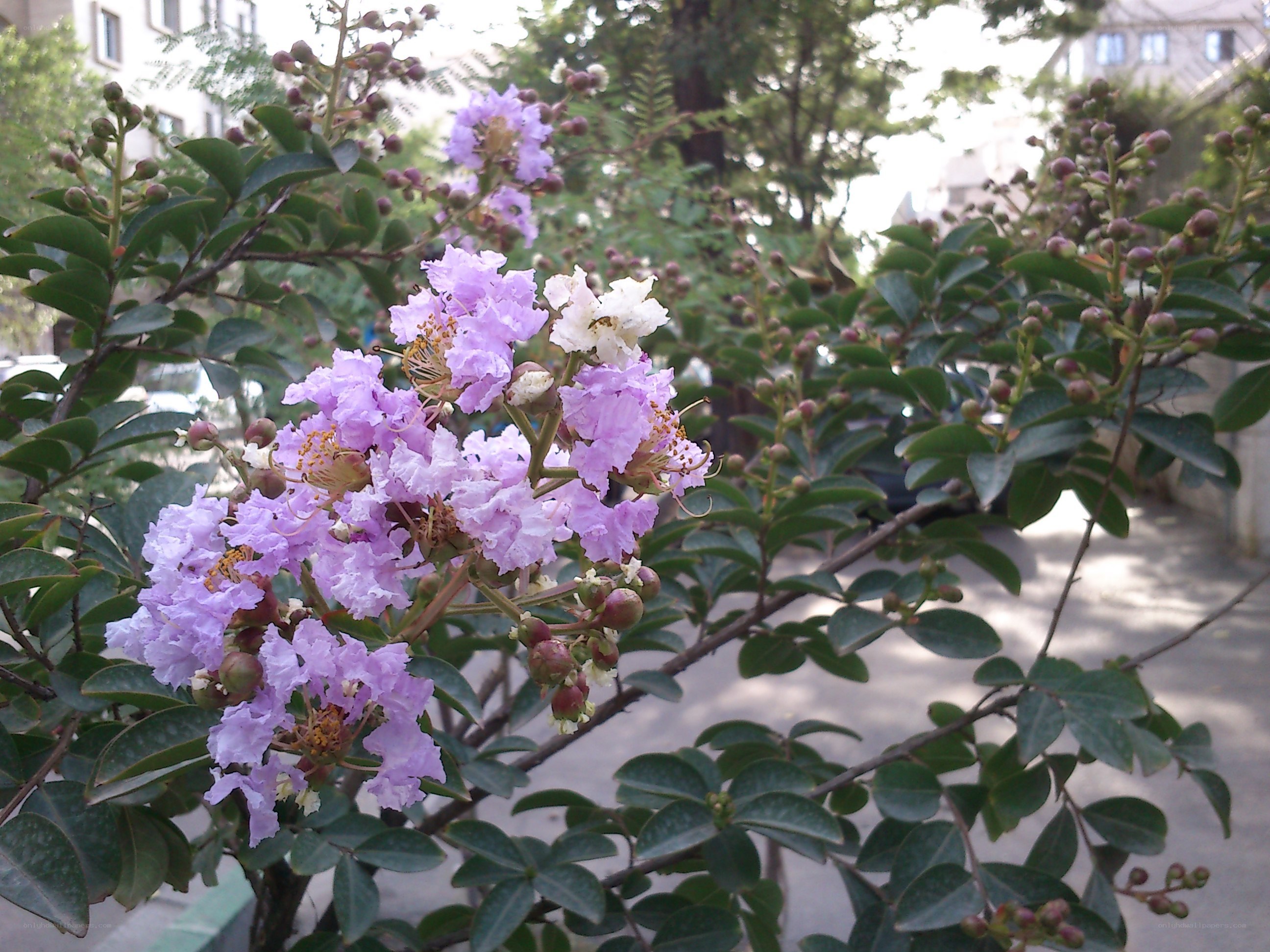 purple flowers on a bush