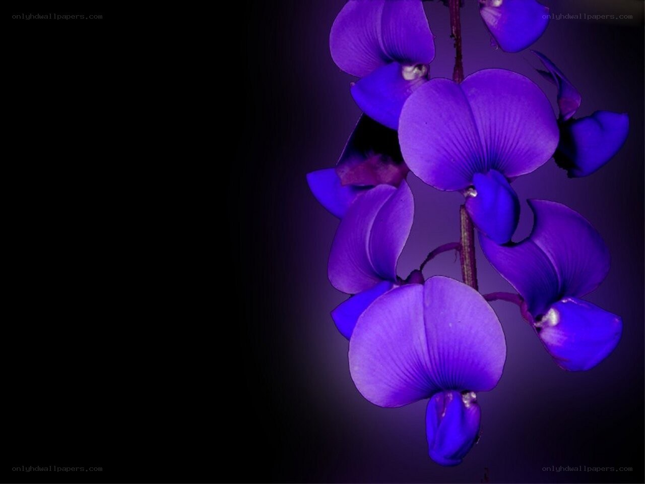 purple flowers on a dark background