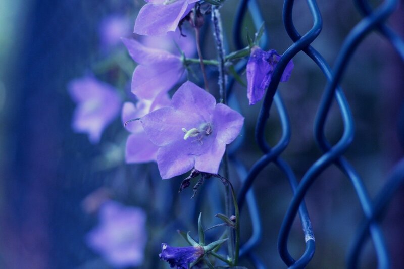 purple flowers on a fence