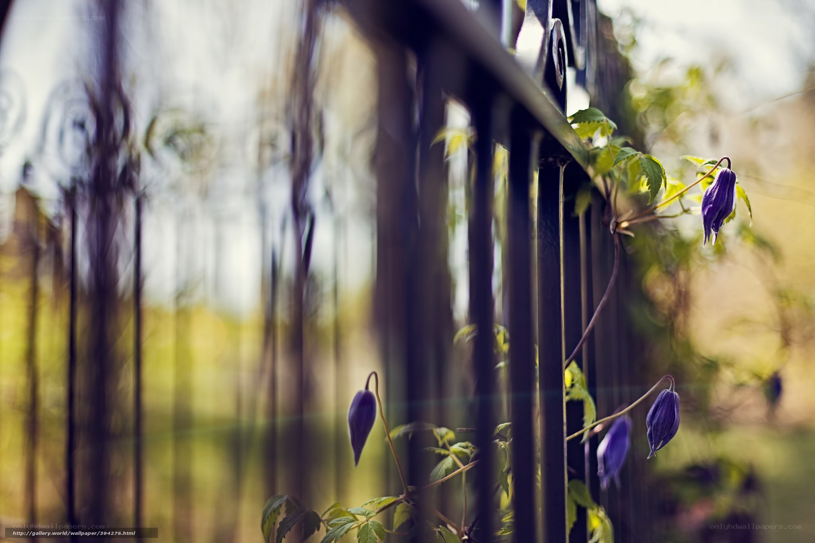 Purple flowers on a fence