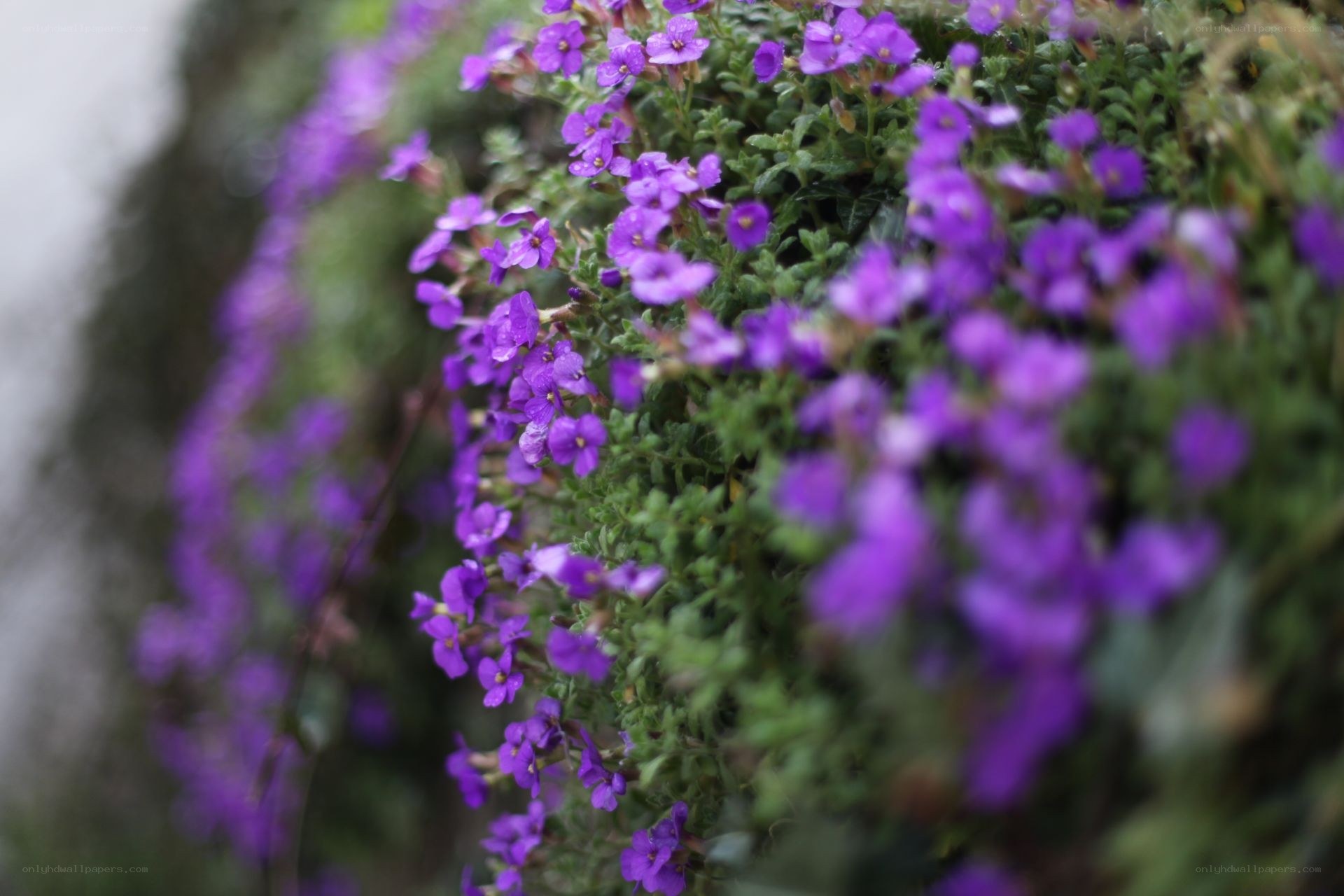 purple flowers on a green bush