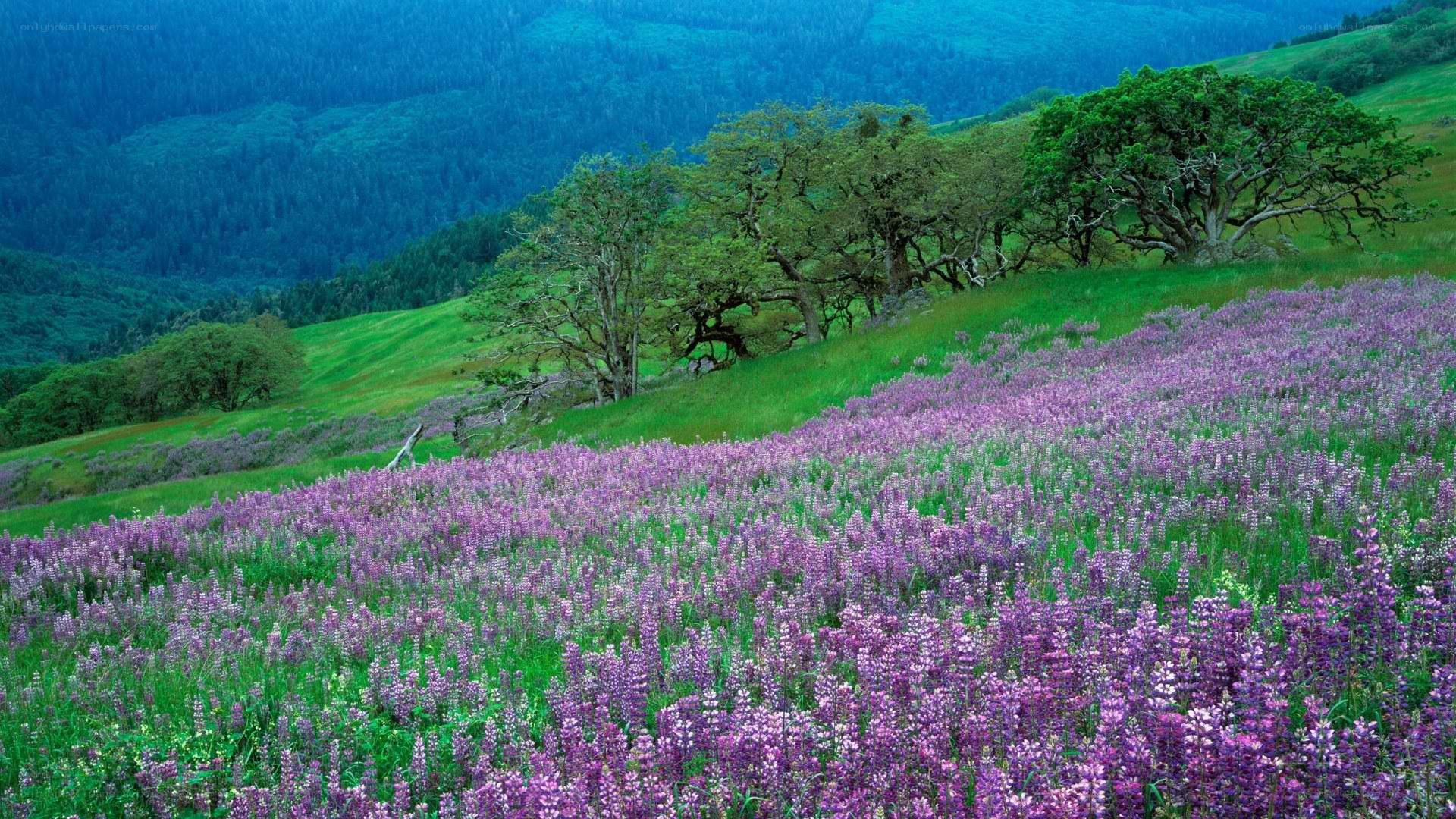 purple flowers on a green hillside