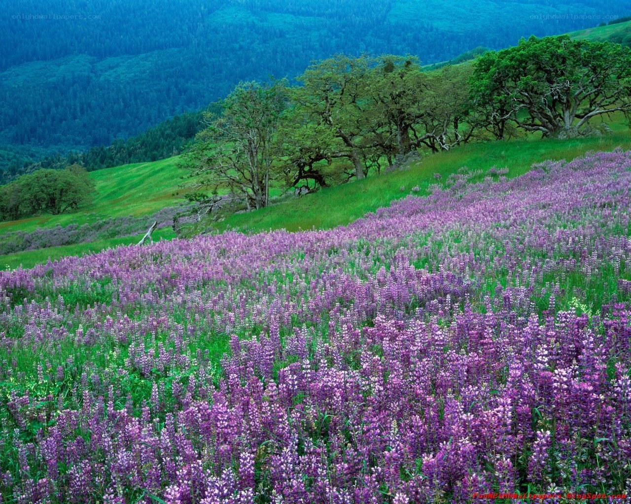 purple flowers on a hillside