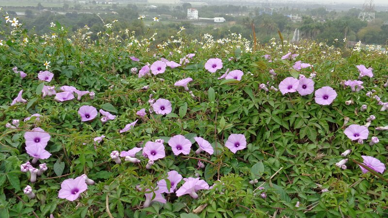 purple flowers on a hillside