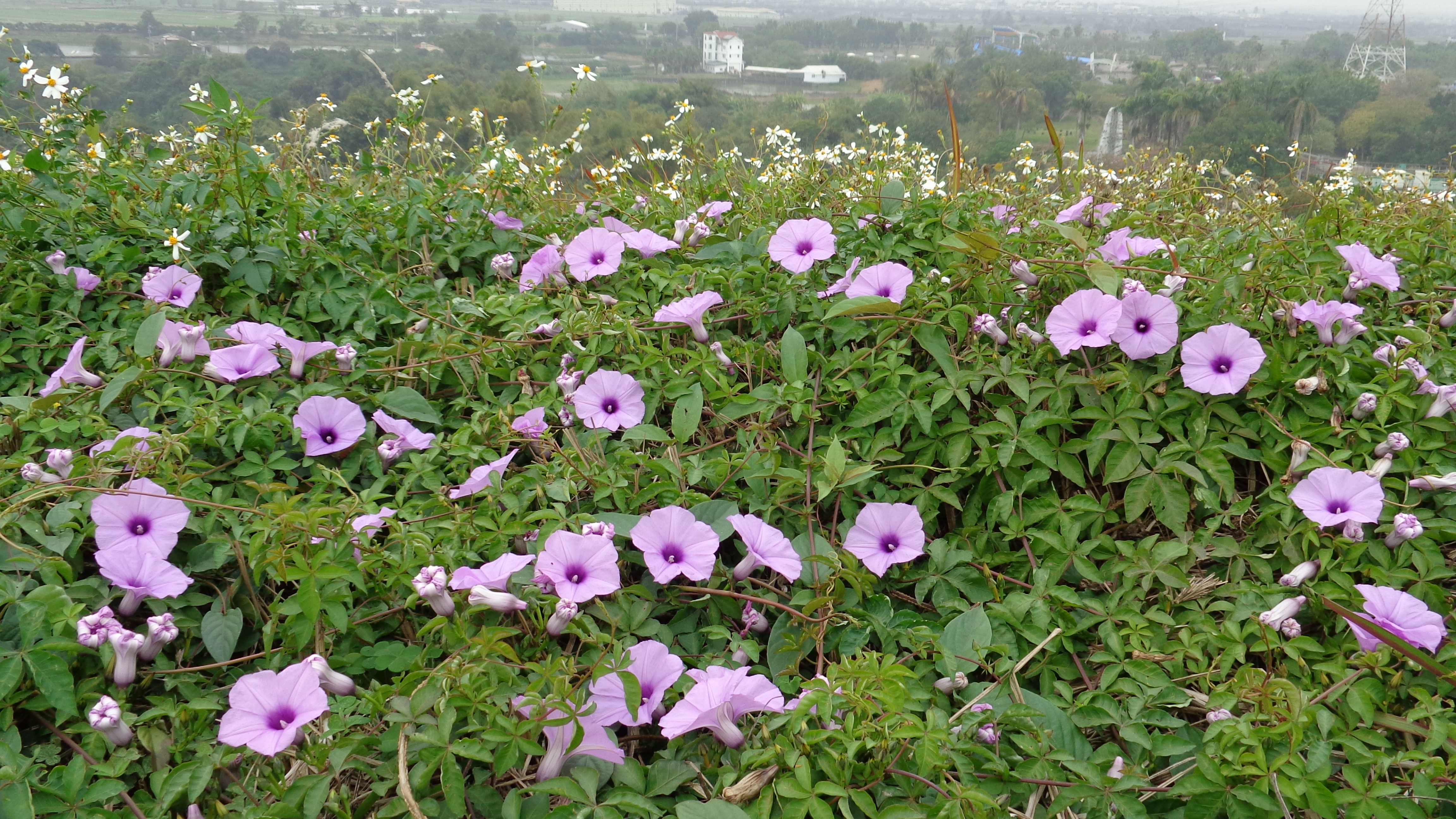 purple flowers on a hillside
