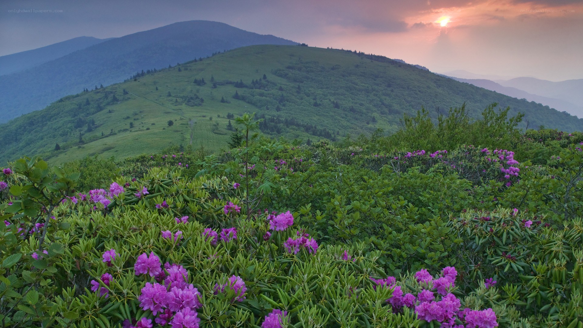Purple flowers on a mountain