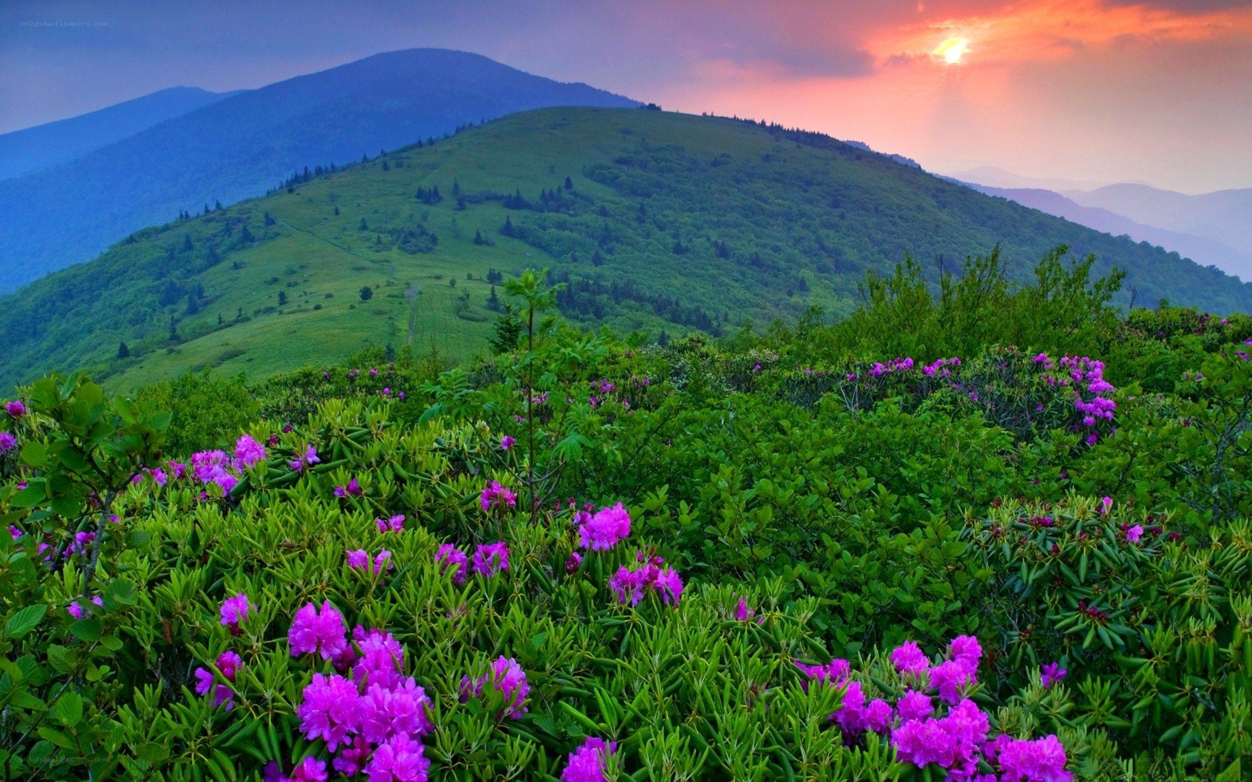 Purple flowers on a mountain at sunset
