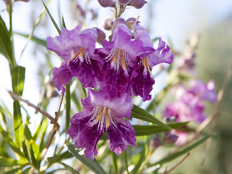 Purple Flowers on a Plant — Serene
