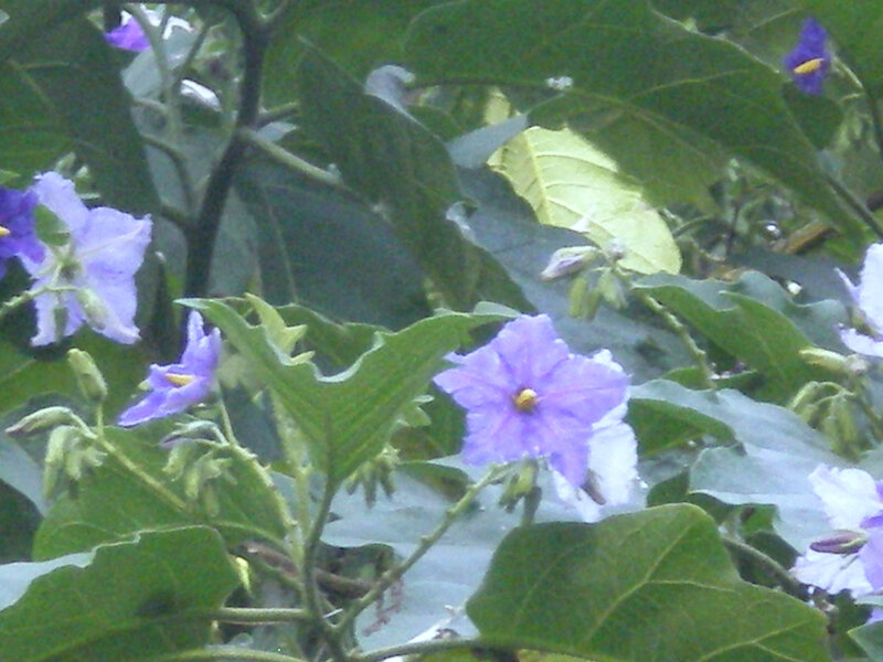 purple flowers on a plant