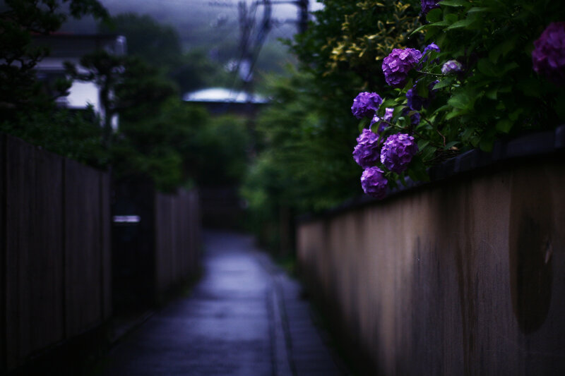 Purple flowers on a rainy alley