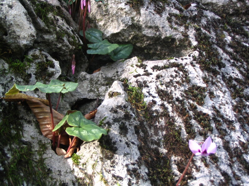 Purple flowers on a rocky cliff