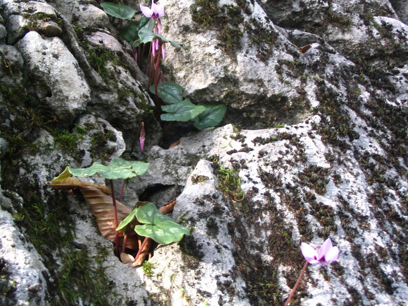 Purple flowers on a rocky cliff