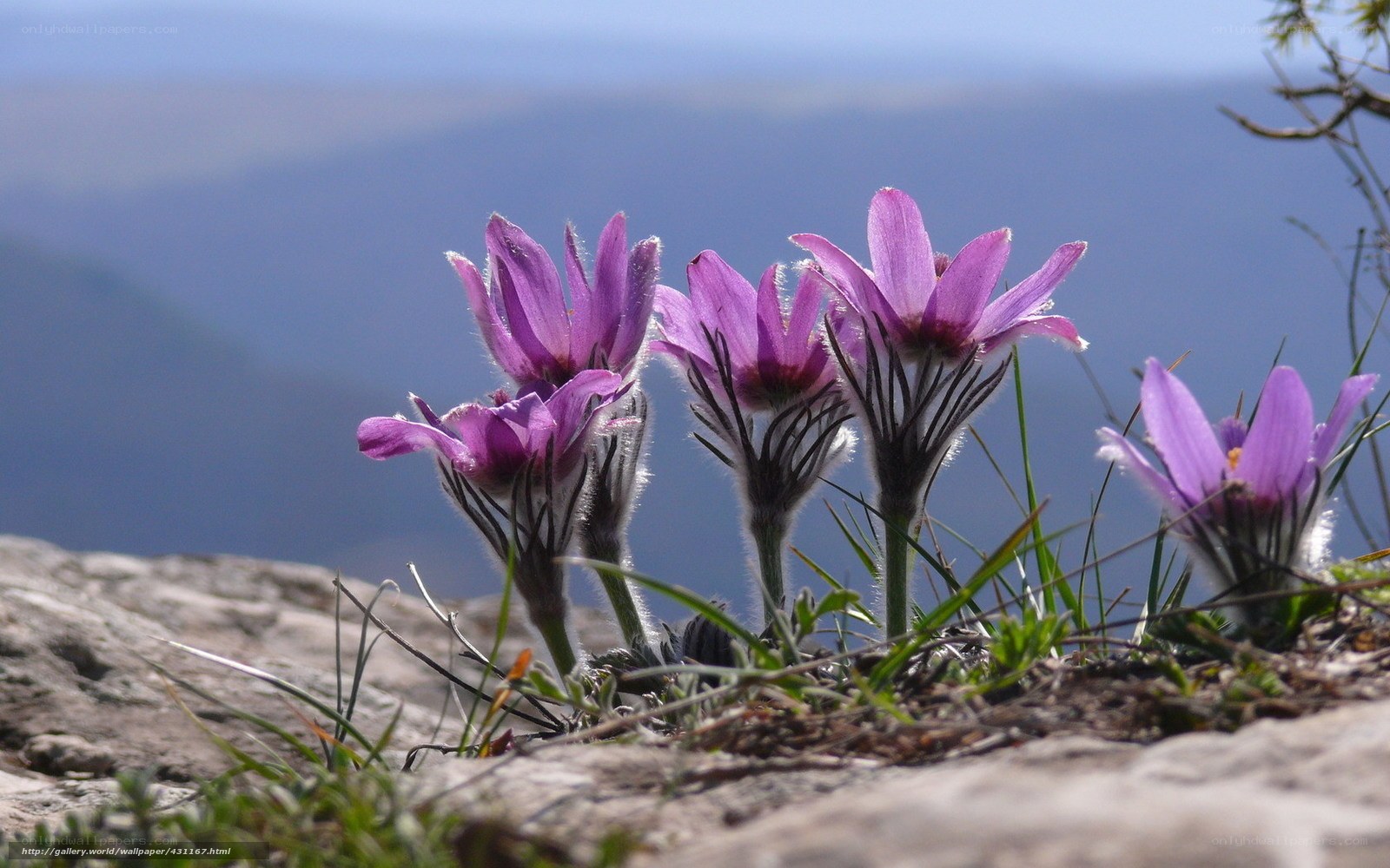 Purple flowers on a rocky hillside