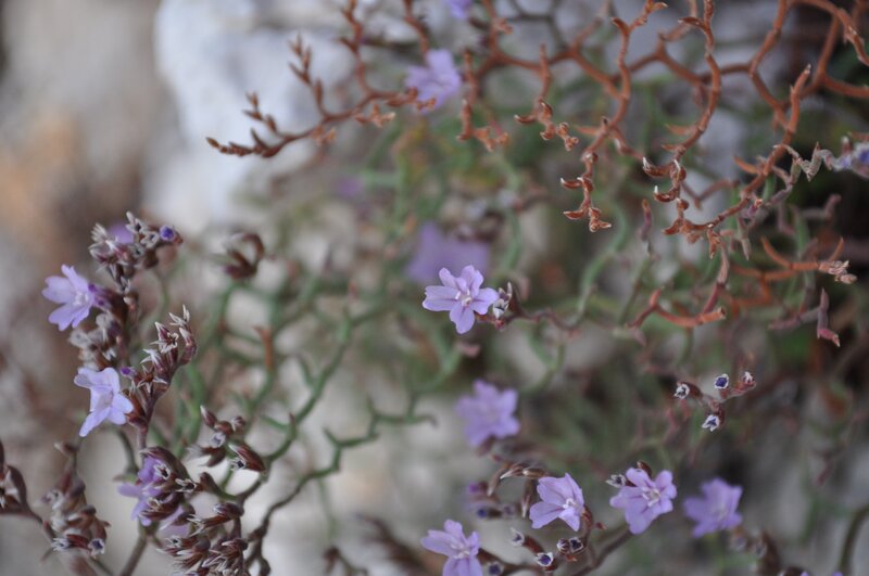 purple flowers on a rocky plant