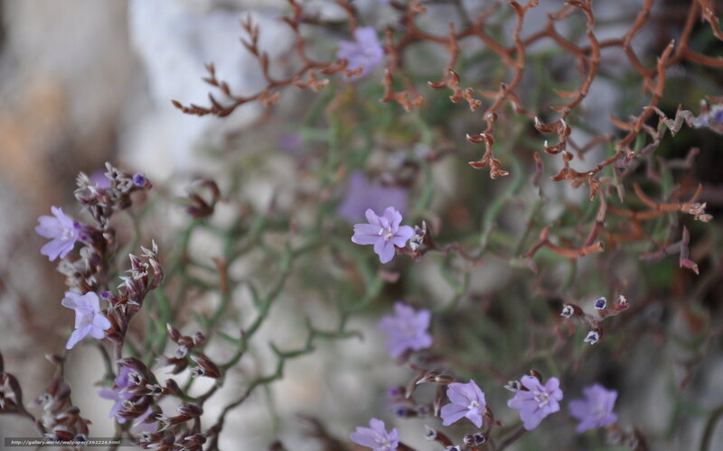 purple flowers on a rocky plant