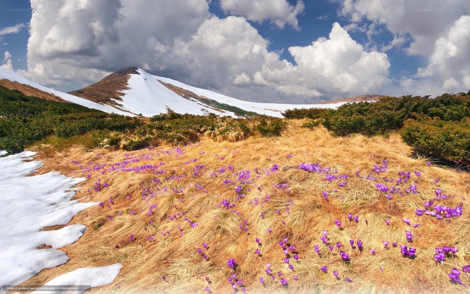 Purple flowers on a snowy mountain