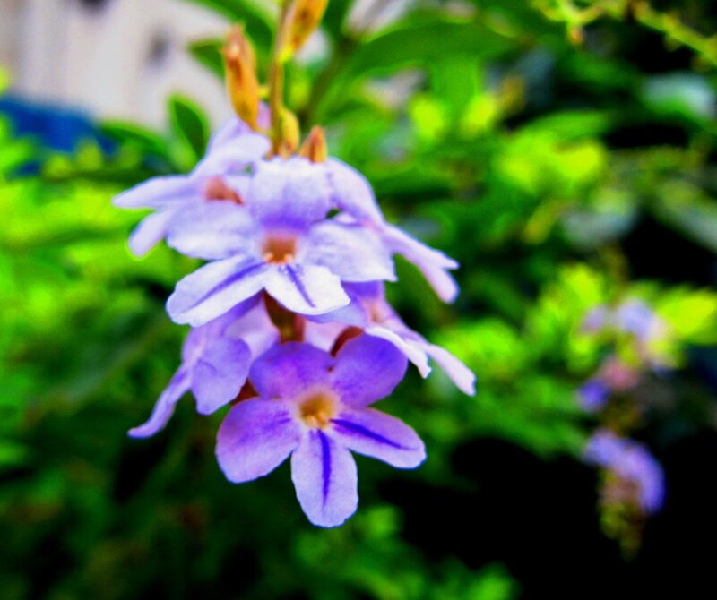 Purple Flowers on a Stem