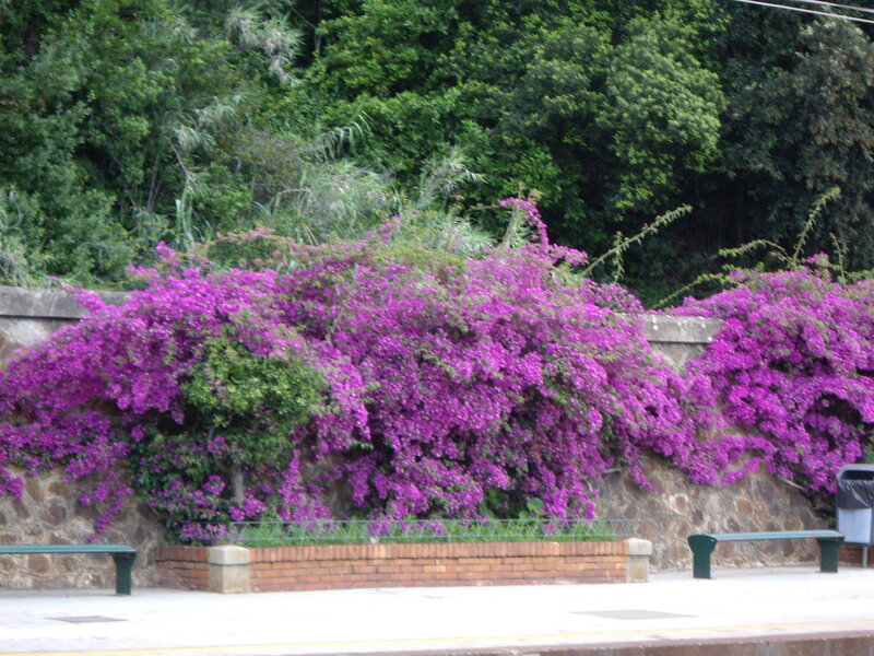 purple flowers on a stone wall