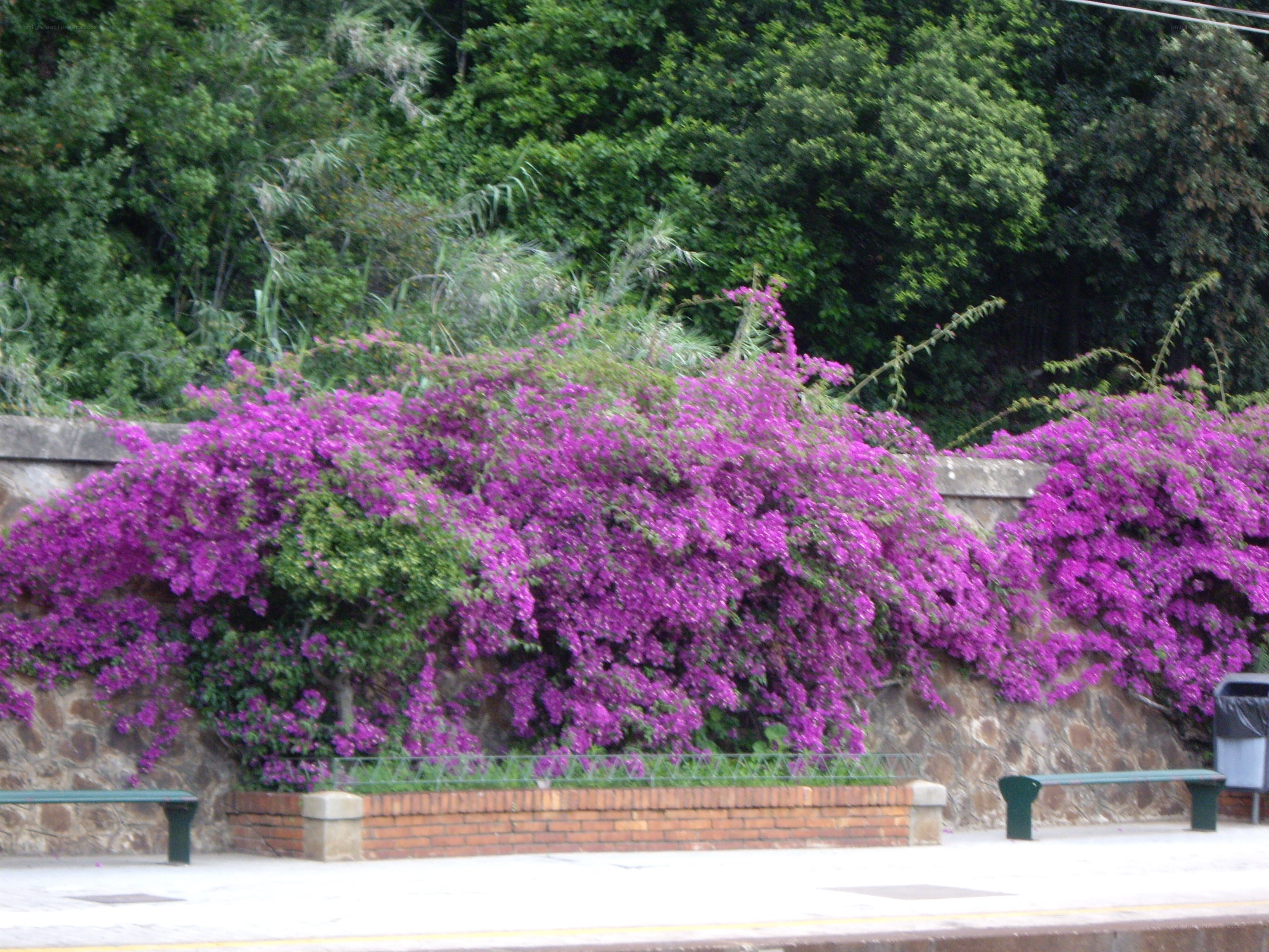 purple flowers on a stone wall