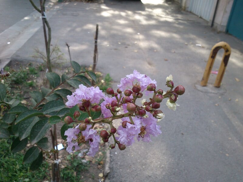 purple flowers on a street