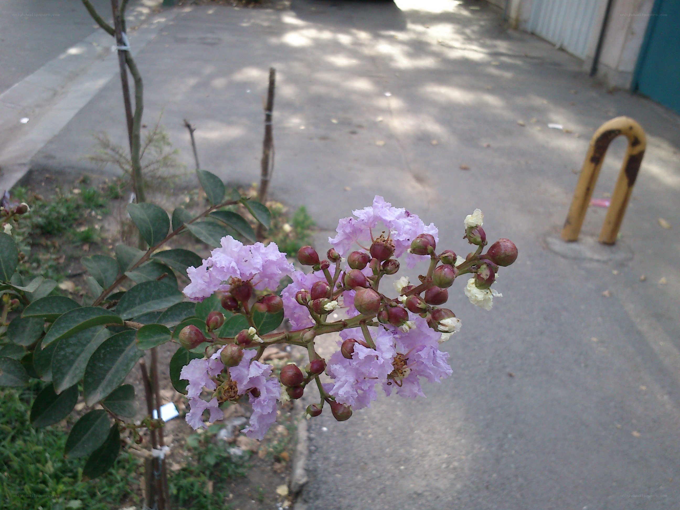 purple flowers on a street