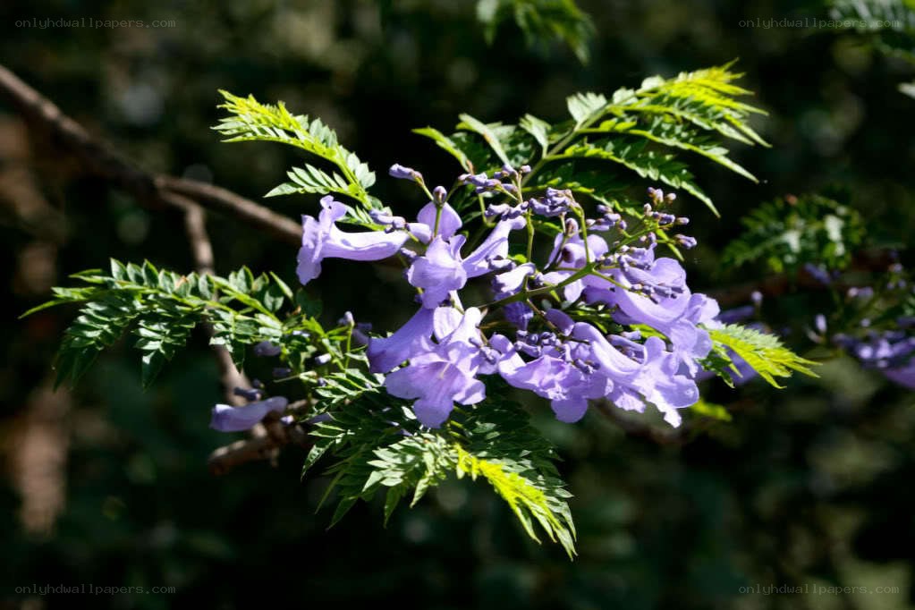 purple flowers on a tree branch