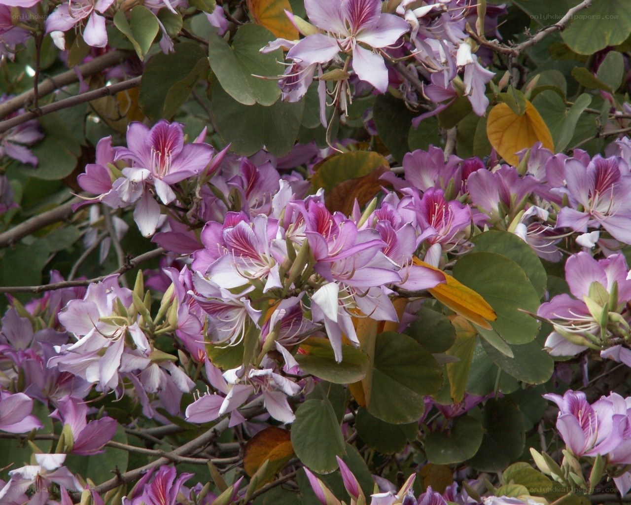 purple flowers on a tree