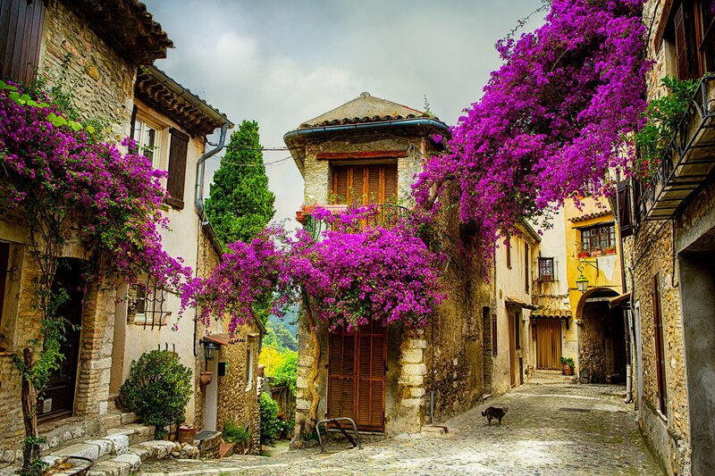 Purple Flowers on Alley