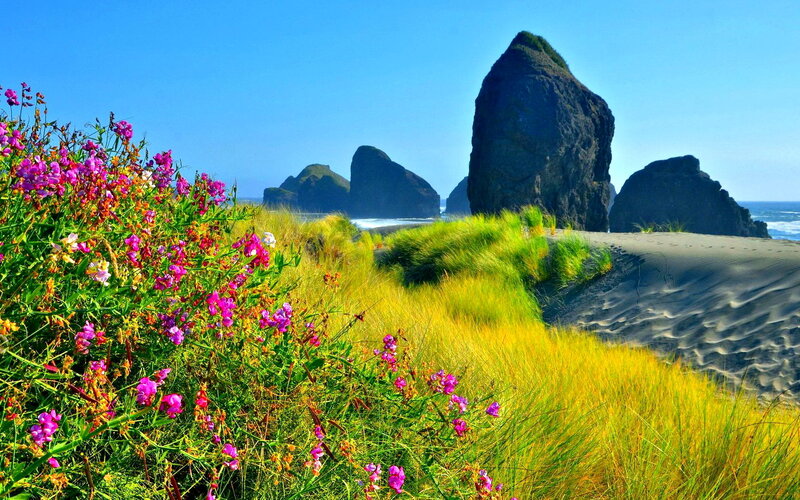 Purple Flowers on Beach — Blue, Serene