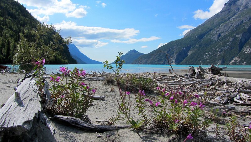 Purple Flowers on Beach — Blue