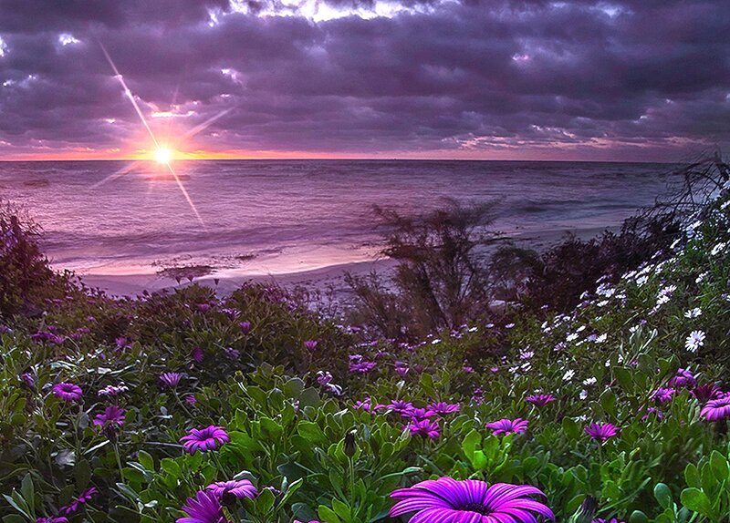 Purple Flowers on Beach — Dramatic, Sunrise