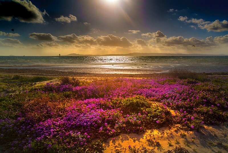 Purple Flowers on Beach — Dramatic, Sunset, Photograph