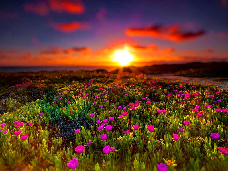 Purple Flowers on Beach — Dramatic