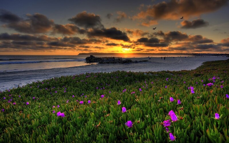 Purple Flowers on Beach — Green, Dramatic
