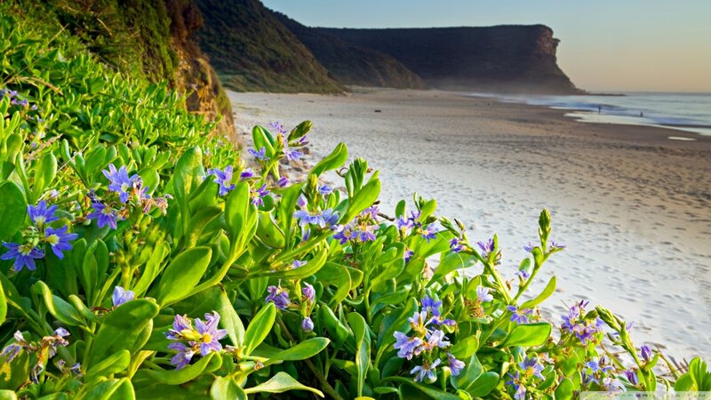 Purple Flowers on Beach — Green, Serene, Sunset