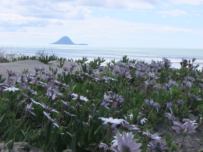Purple Flowers on Beach — Green, Serene