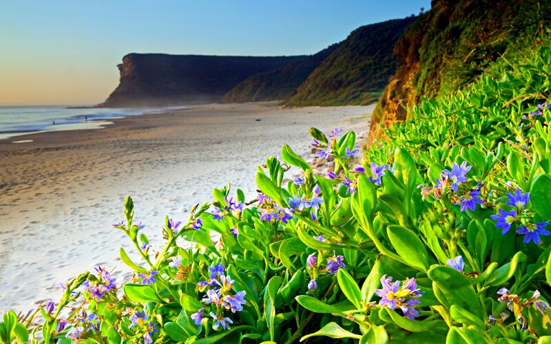 Purple Flowers on Beach — Green