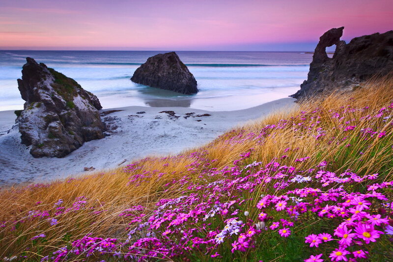 Purple Flowers on Beach — Pink