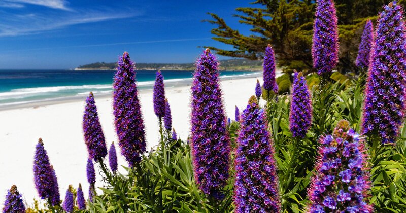 Purple Flowers on Beach — Serene, Afternoon