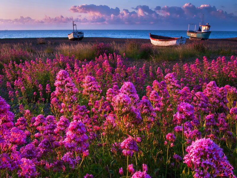 Purple Flowers on Beach — Serene, Sunset, Photograph, Boats