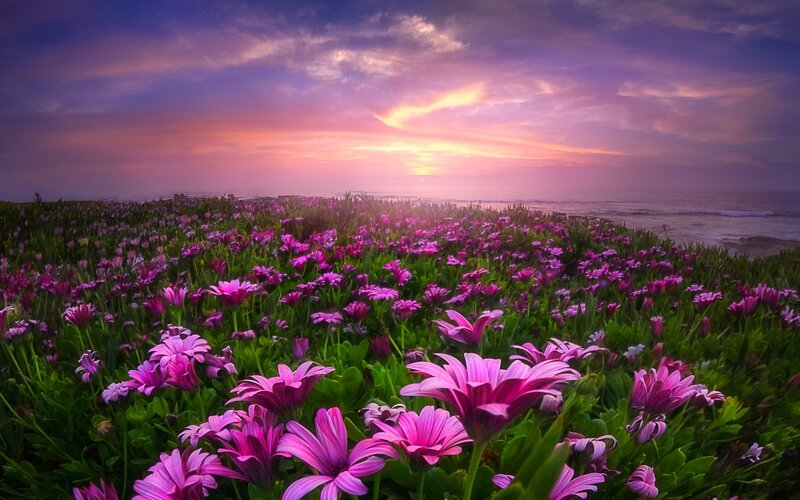 Purple Flowers on Beach — Serene, Sunset, Photograph, Ocean, Sky