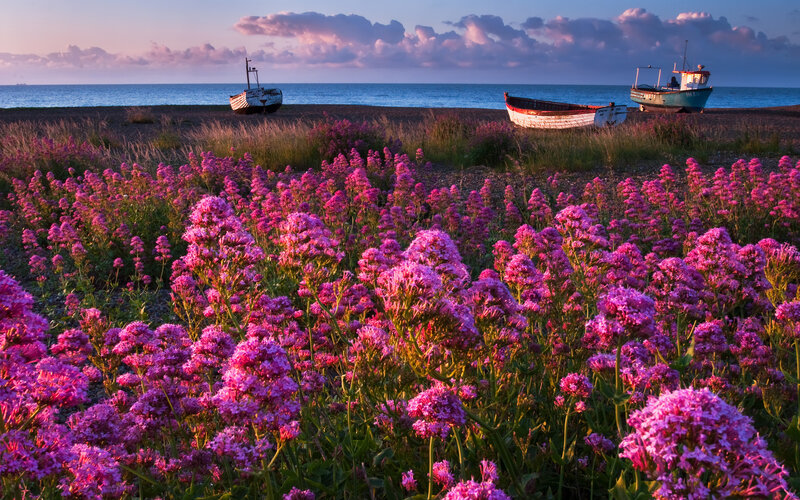 Purple Flowers on Beach — Serene, Sunset, Photograph
