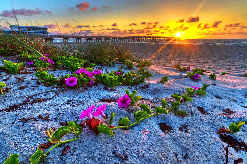 Purple Flowers on Beach — Serene, Sunset