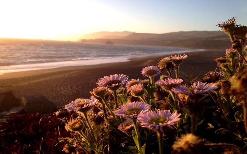 Purple Flowers on Beach — Serene