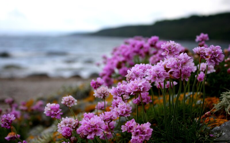Purple Flowers on Beach