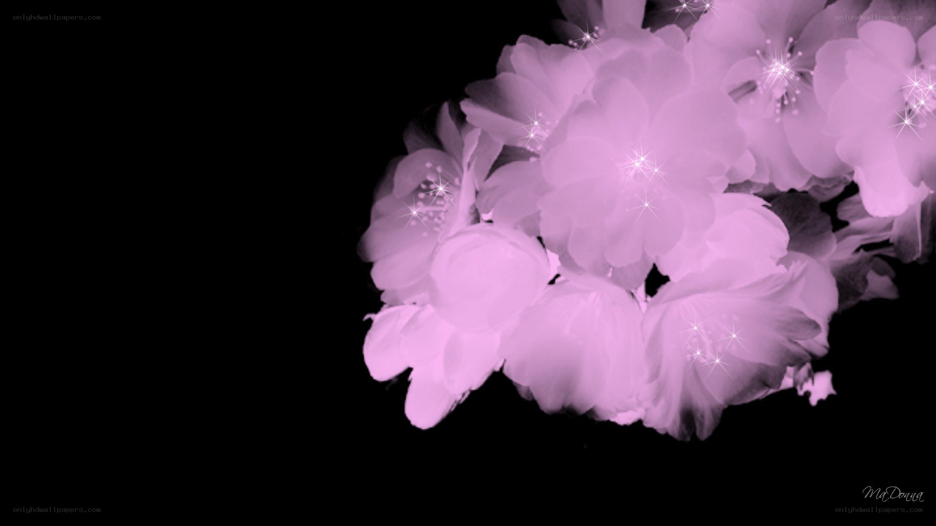 purple flowers on black background