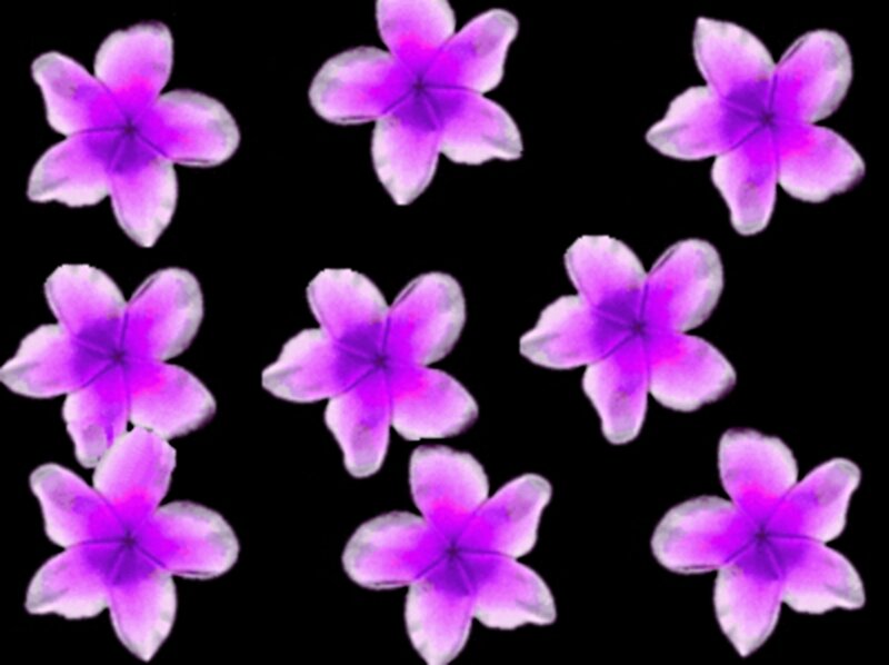 Purple Flowers on Black — Calm