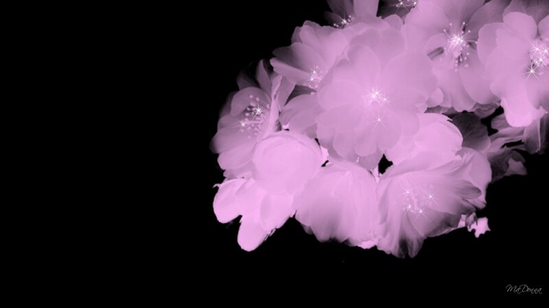 Purple Flowers on Black — Dreamy