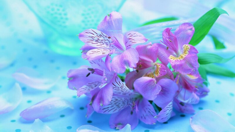 purple flowers on blue background